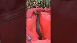 Гадюка під капотом