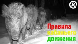Правила кабаньего движения. Лесной светофор для Sus scrofa.