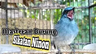 Suara Sikatan Ninon Gacor Cocok Untuk Masteran