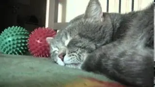 Прикольная кошка квакает во сне)