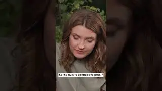 Когда нужно закрывать розы