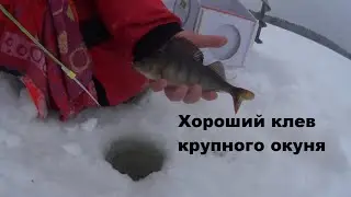 Крупный окунь, хороший клев