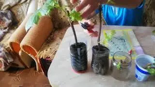 Как черенок становиться саженцем