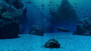 dolphin