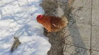 Пьяная курица / drunken chicken