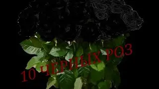 ПОНИ СТРАШИЛКИ {10 черных роз}