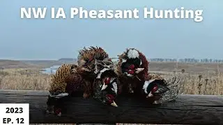 Pheasant Hunting in NW Iowa EP.12