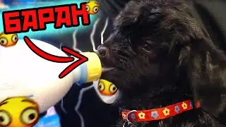 Пятерке Подарили БАРАНА | Puhel