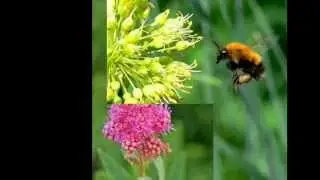 Полет шмеля     http://youtu.be/5T7zvHq9ztQ