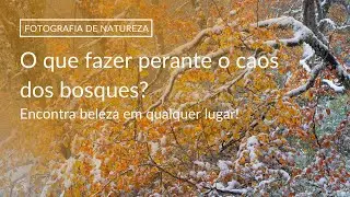 O que fazer perante o caos num bosque? | FOTOGRAFIA DE NATUREZA