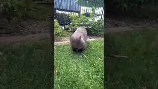Fast like lightning. #wombatwednesday