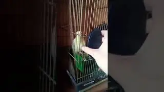 Реакция попугая на зеркало