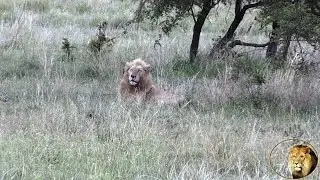 Lazy Casper The White Lion On His Own And In The Rain