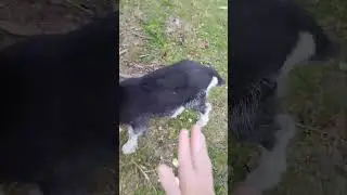 ПОРА КАБАЧКОВАЯ😋😋😋