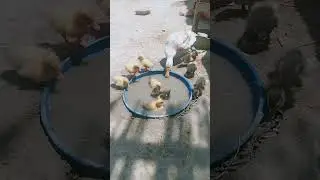 Duck 🦆 Ducklings #subscribeformore