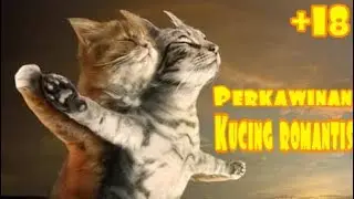 KAWIN SILANGAN KUCING KAMPUNG VS KUCING LIBANON