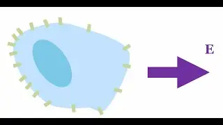 Brian Camley: The physics of protein diffusion controls how cells respond to electric fields