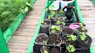 Казахстан Костанай Дачный Виноград Высаживание черенков в школку 04.06.2024г