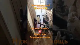 #котята #cat #приют #кронштадт #без