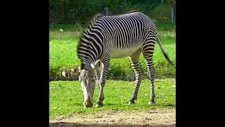 Animal video||Zebra video||Zebra eating grass||#shorts #zebra #eating