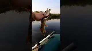 🆘️ Свободу Щурятам !!!😲😠 #shorts #рибалка #fishing