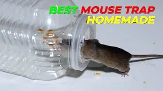 I Found the MOST HUMANE Way to Catch Rats with Homemade Mouse Traps