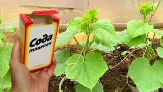 СРОЧНО ДАЙТЕ СОДУ ОГУРЦАМ! И они сразу Заплодоносят! Урожай ведрами до осени будете собирать!