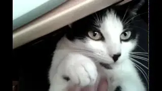 Кошка кайфует от того, что ей гладят пузо