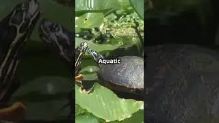 Do Turtles Hibernate?