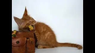 Савар, красный котенок мейн кун