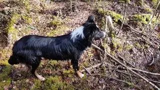 Pojkarna leker i kräftpölen