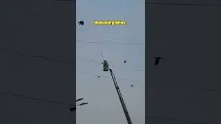 Dying Crow Rescued On Mumbai Highway 