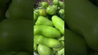 Помидорки гномы