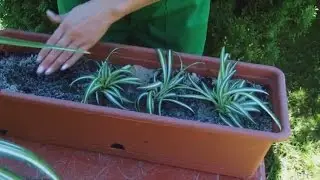Размножение хлорофитума/Chlorophytum