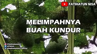 Melimpahnya Buah Kundur| Benincasa hispida | Beligo | Baligo