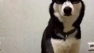 Пятничное настроение) хаски в образе