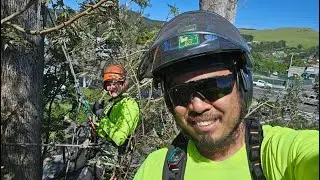 Pulling trees in Hawaii