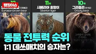 동물 싸움 순위/ 전투력 순위 top100 🐺🦊🐻🐼👽 1:1 데쓰매치 하면 누가 이길까? 최종 순위를 알아보자!!