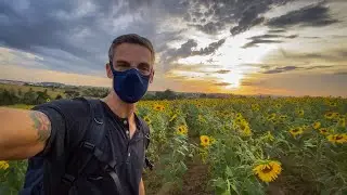 Fotografia de paisagem em um campo de Girassóis