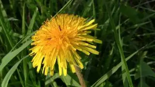Löwenzahn - Dandelion - Canon Legria HF20 Test Video 1080p