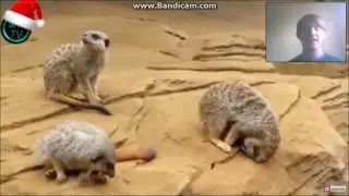 Best Fails-Funny Fails REACTION