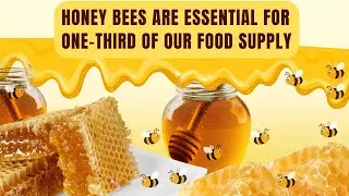 Did you know that honey bees are responsible for one third of the food we eat