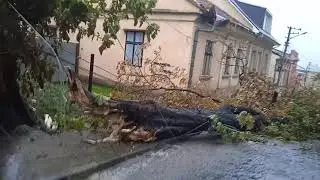 В Черновцах из за бури упало дерево и порвало ЛЭП. Сорян за эмоции