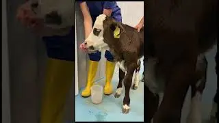 Gli amici di Marcello - L'inferno alle porte di casa