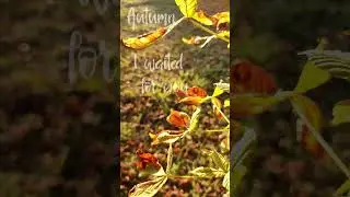Autumn I was waiting with Senorita Font #шрифт #short #shortvideo #Shorts #cozy #autumn #font