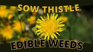 Edible Weed: SOW THISTLE - A Rewarding Find (Sonchus oleraceus)