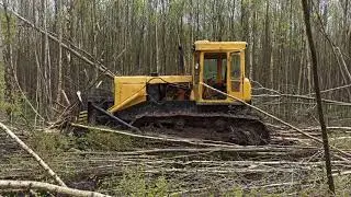 12 hours of work - clearing fields of 20-year-old forest