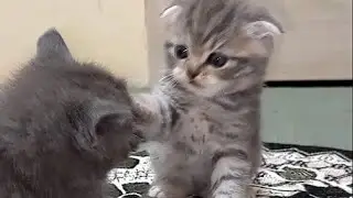 Чего ты пристал,каратиш.Приколы с кошками.Why are you stuck, Karatish. Fun with cats.