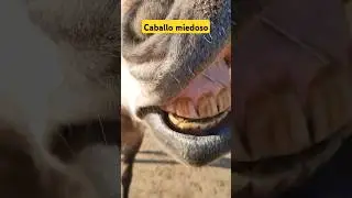 como comportarse con un caballo miedoso #horse #caballos