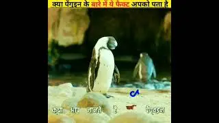 पेंगुइन के बारे में ये facts अपको पता है🤯#facts #dailyfacts #edit #shorts #penguin
